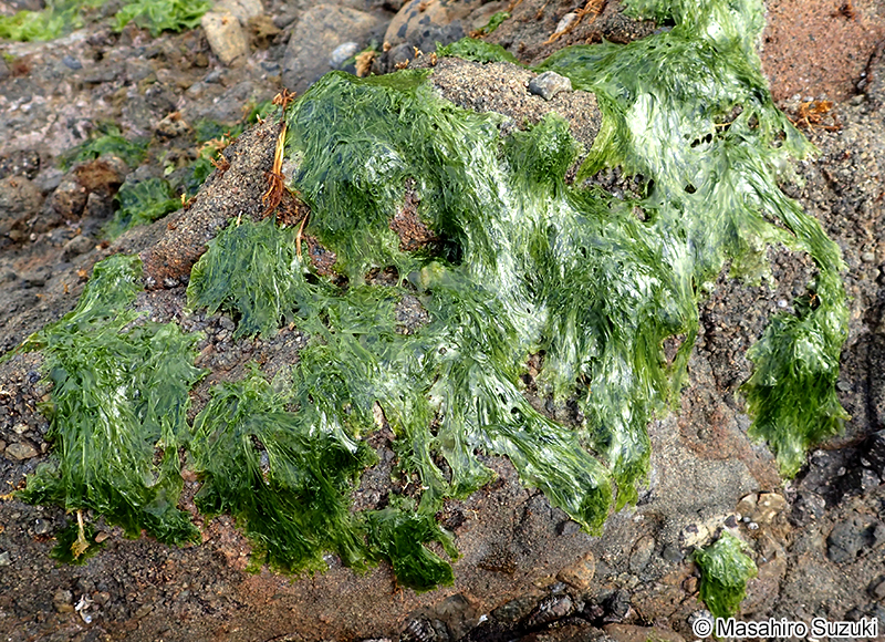 ヒトエグサ Monostroma nitidum