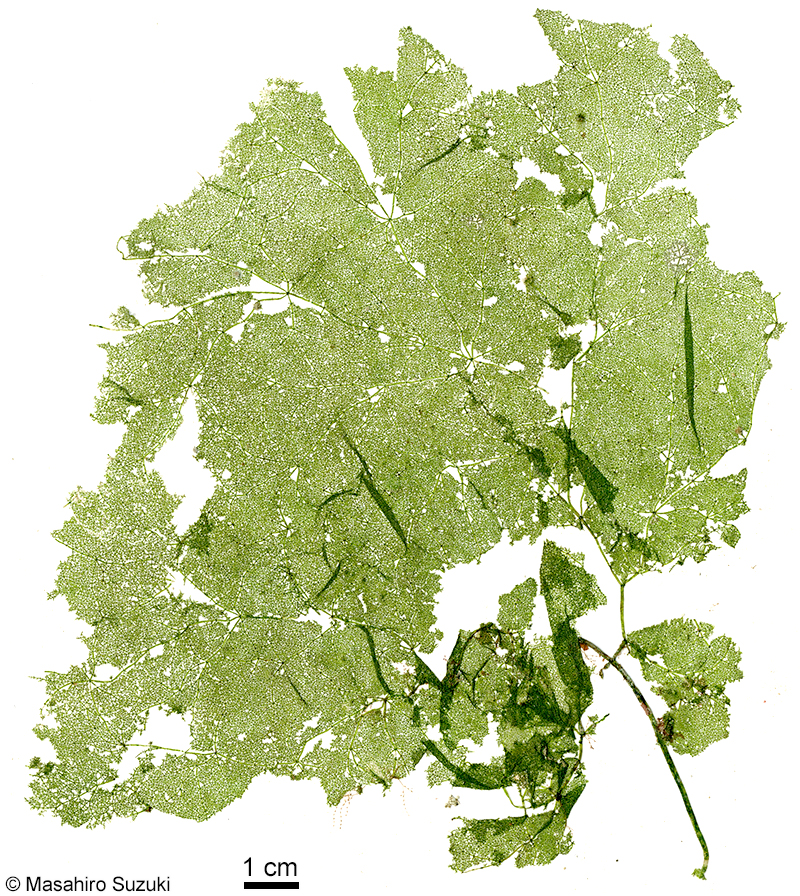 オオアミハ Phyllodictyon orientale