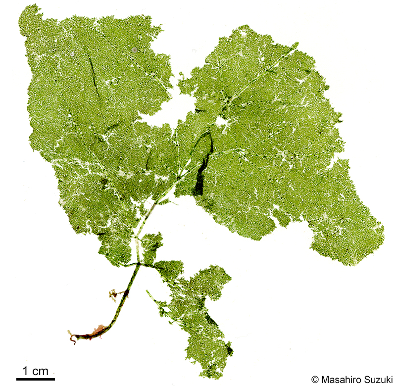 オオアミハ Phyllodictyon orientale