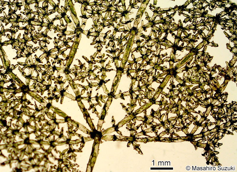 オオアミハ Phyllodictyon orientale