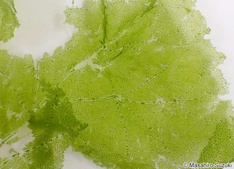 オオアミハ Phyllodictyon orientale