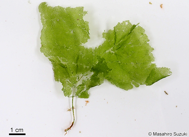 オオアミハ Phyllodictyon orientale