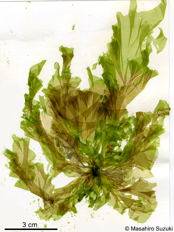 シワヒトエグサ Protomonostroma undulatum
