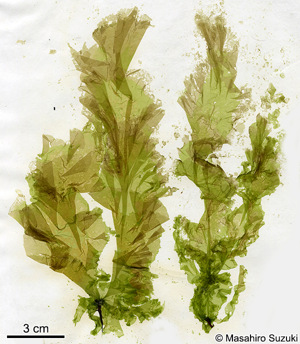 シワヒトエグサ Protomonostroma undulatum