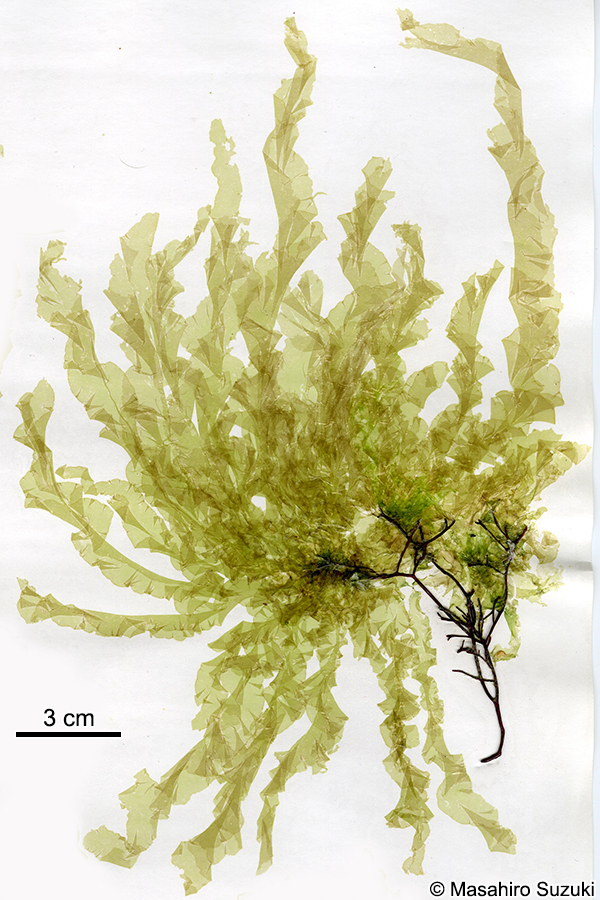 シワヒトエグサ Protomonostroma undulatum