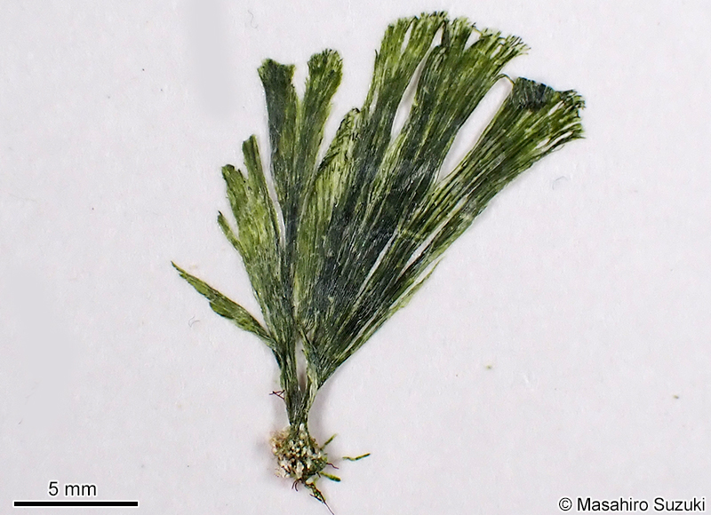 ヒメイチョウ Rhipidosiphon javensis