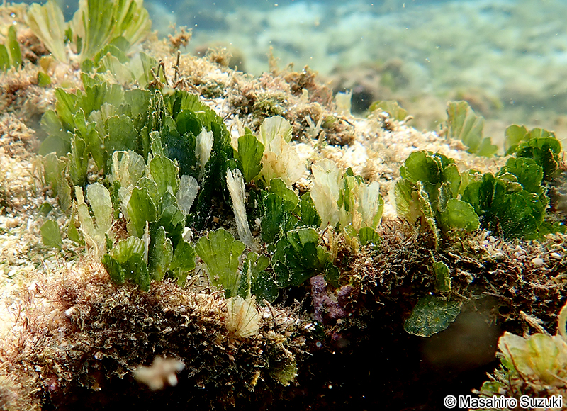 ヒメイチョウ Rhipidosiphon javensis