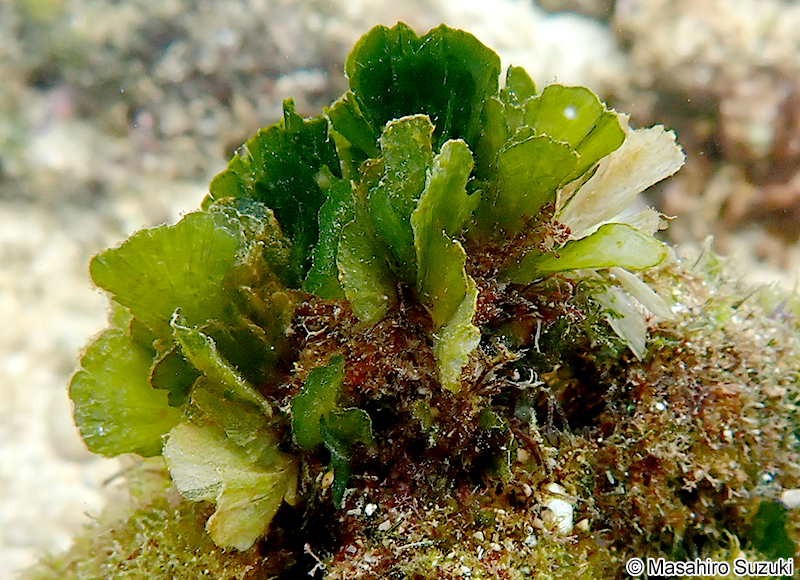 ヒメイチョウ Rhipidosiphon javensis