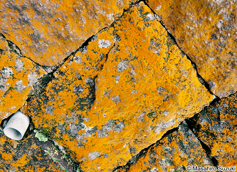 スミレモ属の1種 Trentepohlia sp.