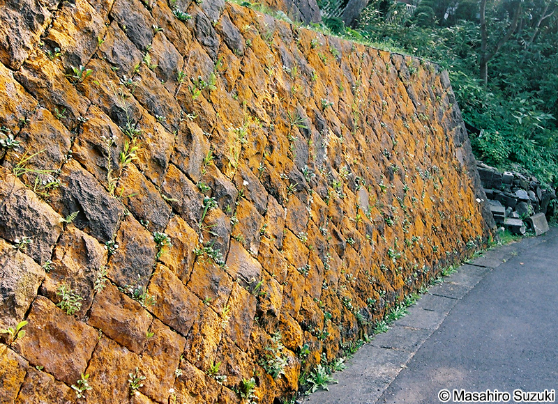 スミレモ属の1種 Trentepohlia sp.