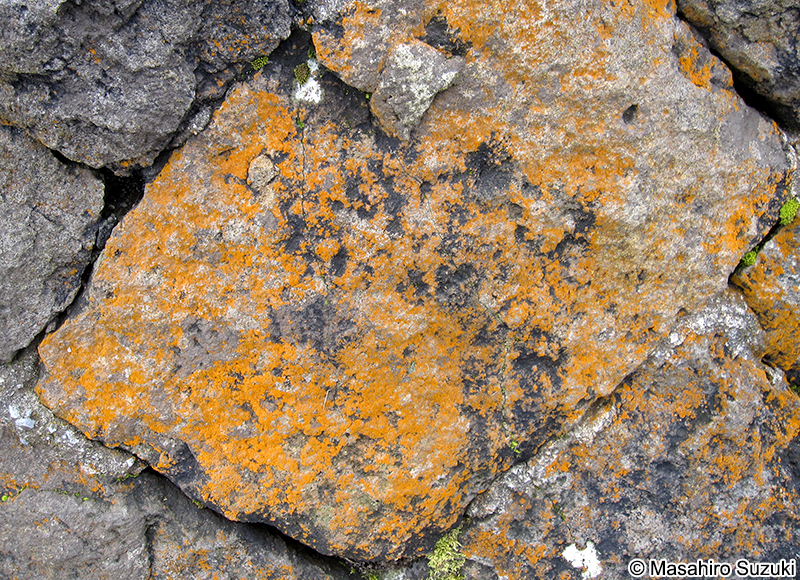 スミレモ属の1種 Trentepohlia sp.