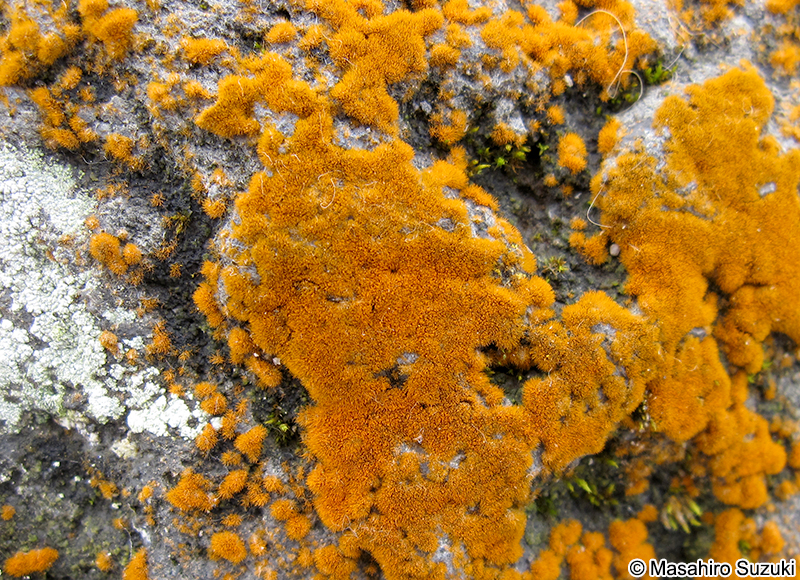 スミレモ属の1種 Trentepohlia sp.