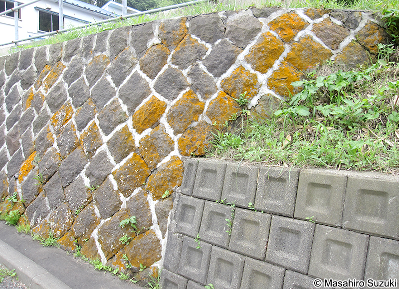 スミレモ属の1種 Trentepohlia sp.