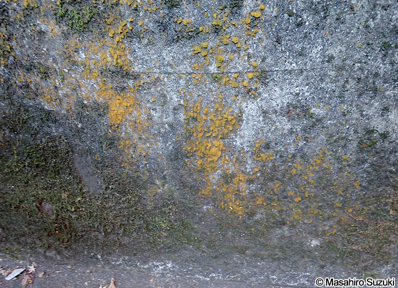 スミレモ属の1種 Trentepohlia sp.