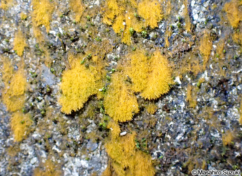 スミレモ属の1種 Trentepohlia sp.