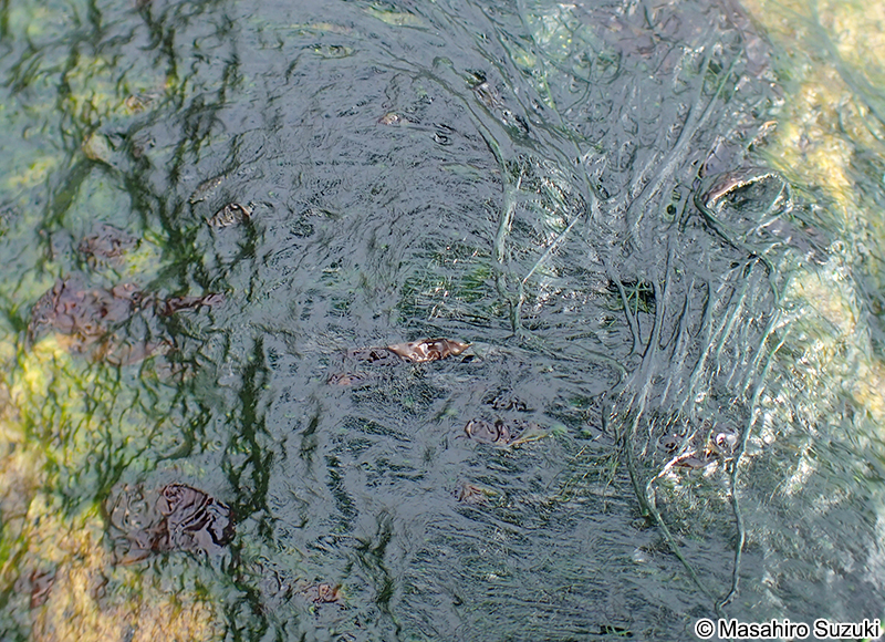 ヒビミドロ Ulothrix flacca