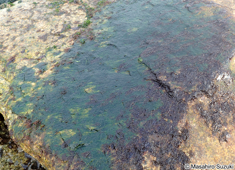 ヒビミドロ Ulothrix flacca