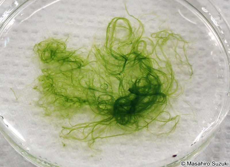 ヒビミドロ Ulothrix flacca