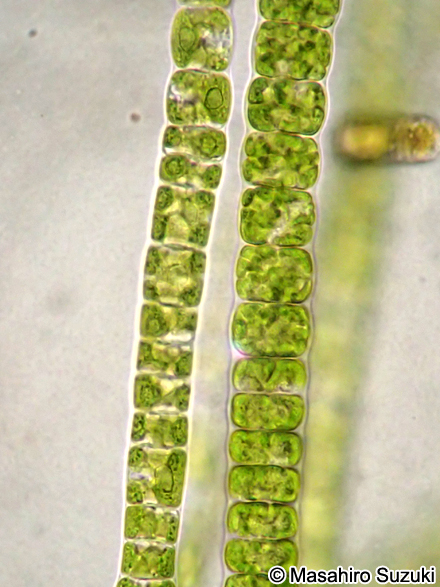 ヒビミドロ Ulothrix flacca