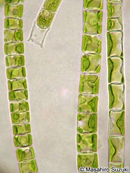 ヒビミドロ Ulothrix flacca