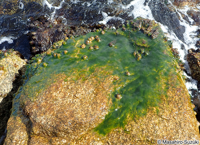 ヒビミドロ Ulothrix flacca