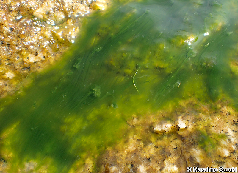 ヒビミドロ Ulothrix flacca