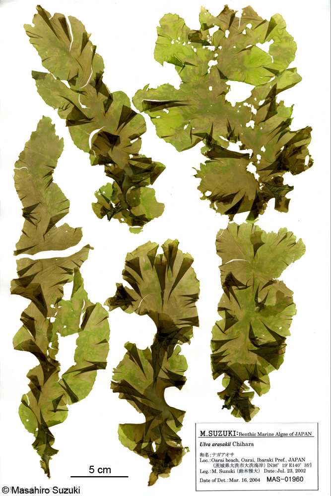 ナガアオサ Ulva arasakii