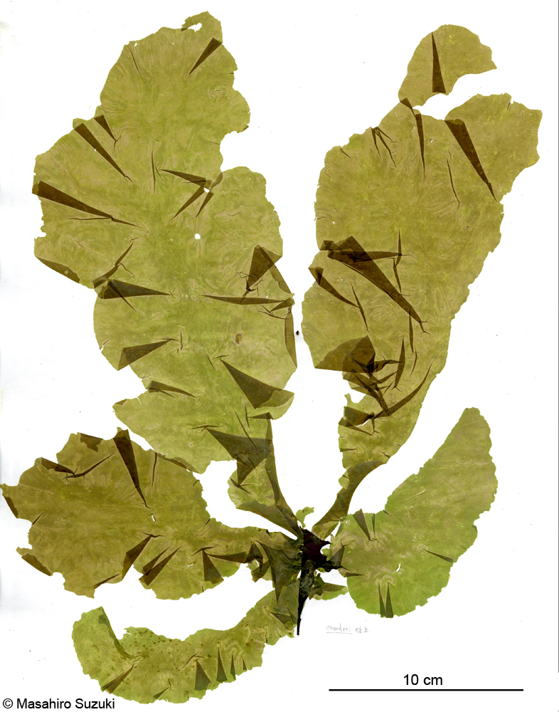 ナガアオサ Ulva arasakii