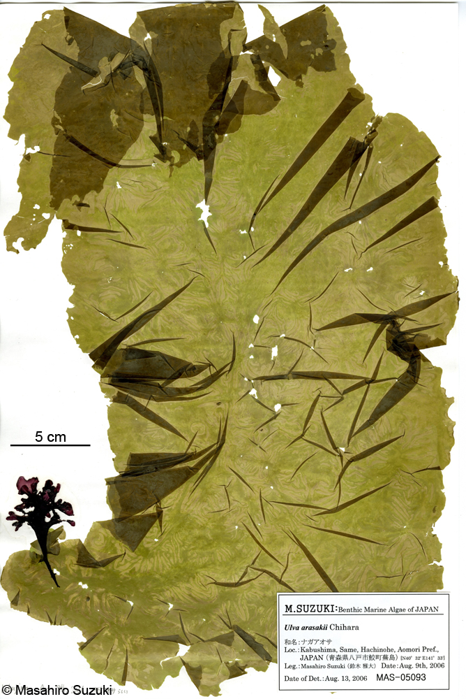 ナガアオサ Ulva arasakii