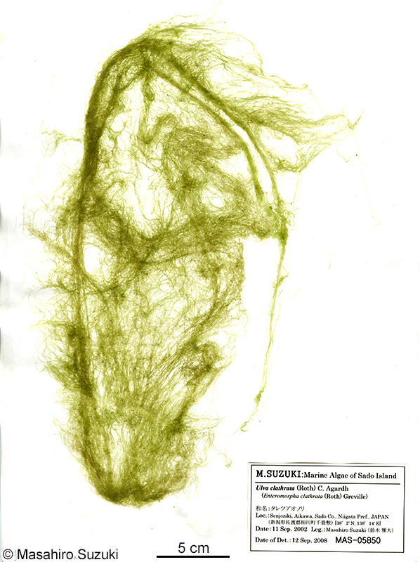 タレツアオノリ Ulva clathrata