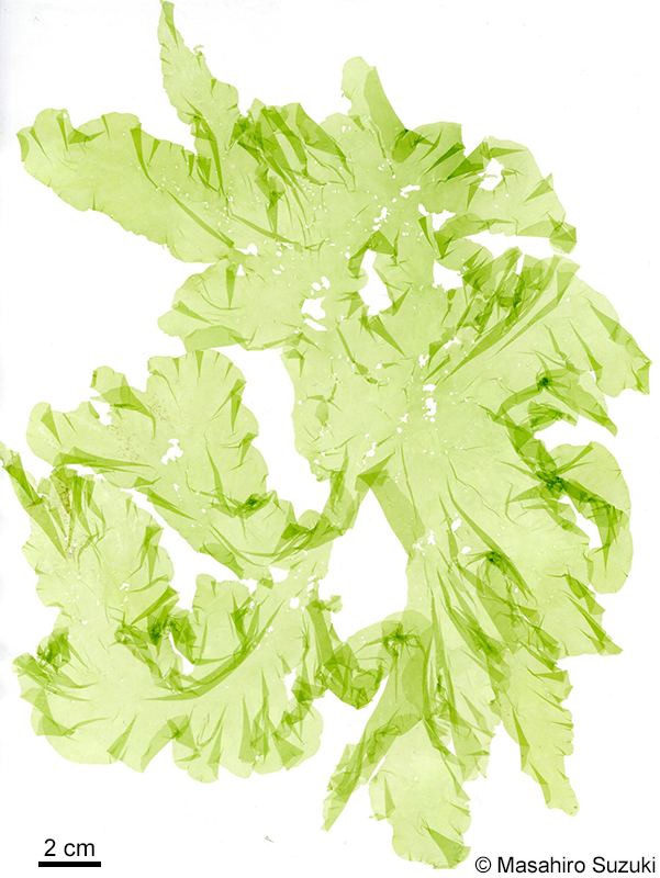 ミナミアオサ Ulva ohnoi