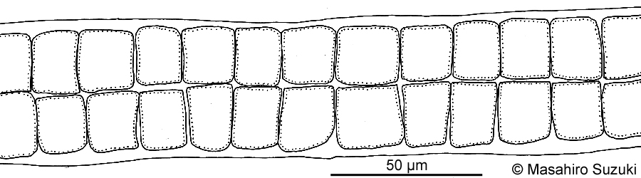 ミナミアオサ Ulva ohnoi
