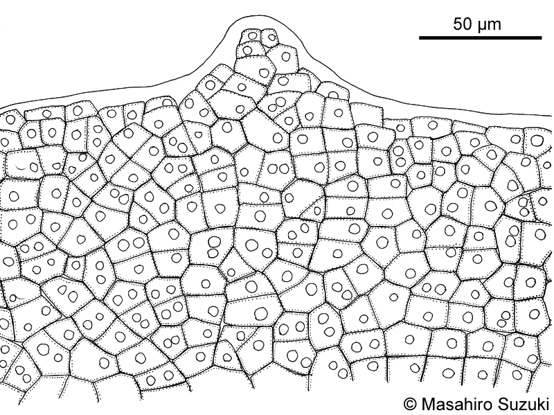 ミナミアオサ Ulva ohnoi