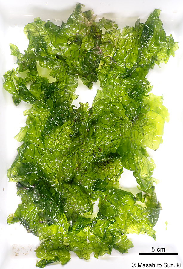ミナミアオサ Ulva ohnoi
