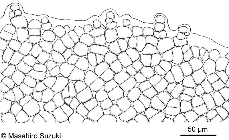 ミナミアオサ Ulva ohnoi