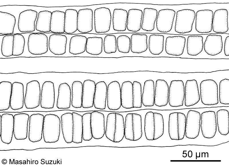 ミナミアオサ Ulva ohnoi