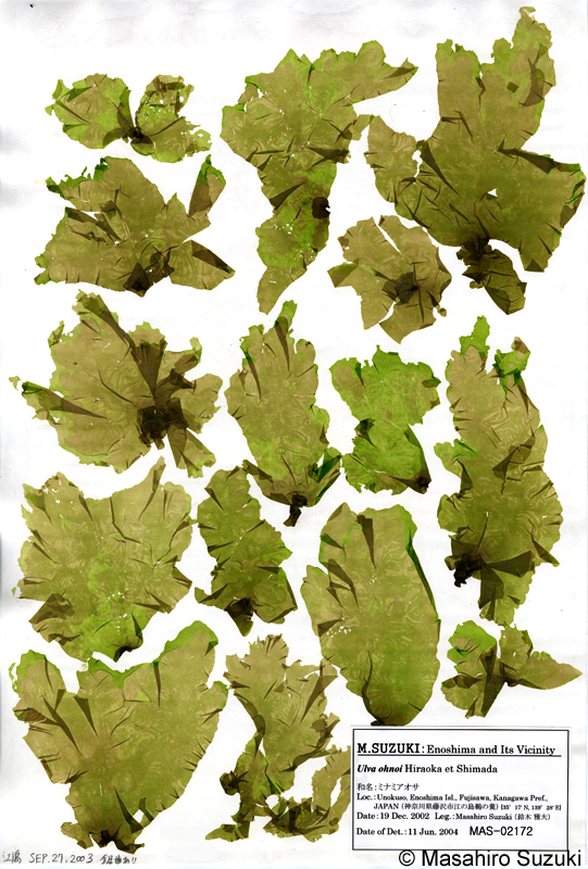 ミナミアオサ Ulva ohnoi