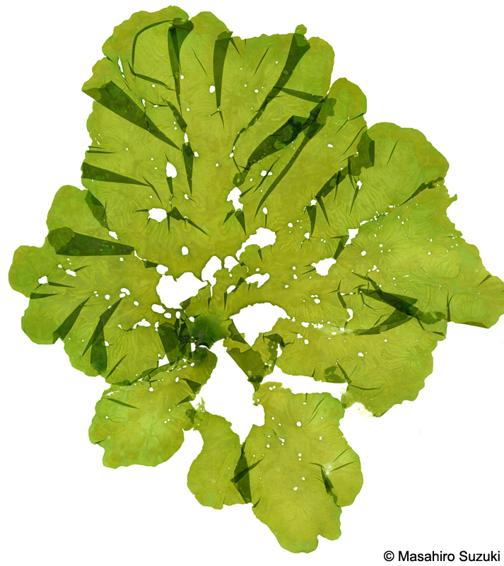 アナアオサ Ulva australis