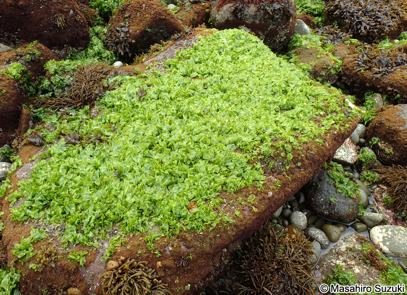 アナアオサ Ulva australis