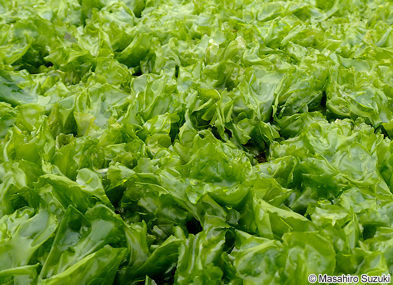 アナアオサ Ulva australis