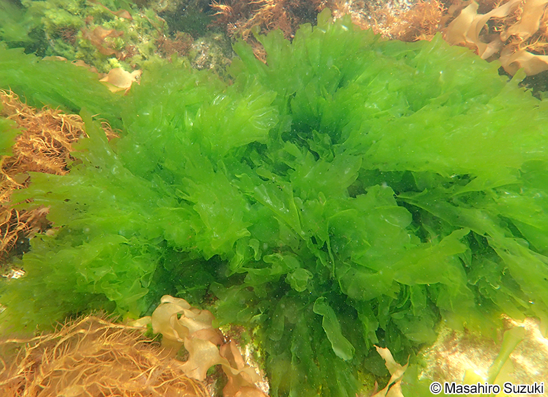 アナアオサ Ulva australis
