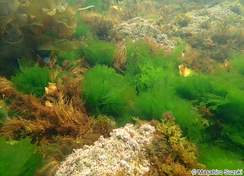 アナアオサ Ulva australis