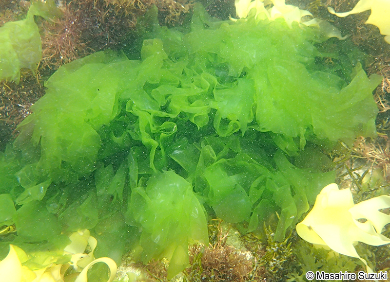 アナアオサ Ulva australis