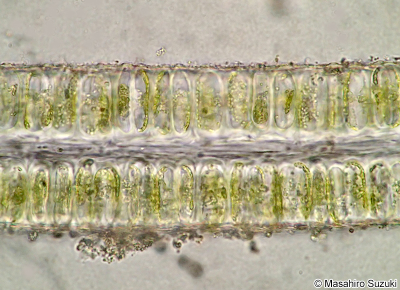 アナアオサ Ulva australis