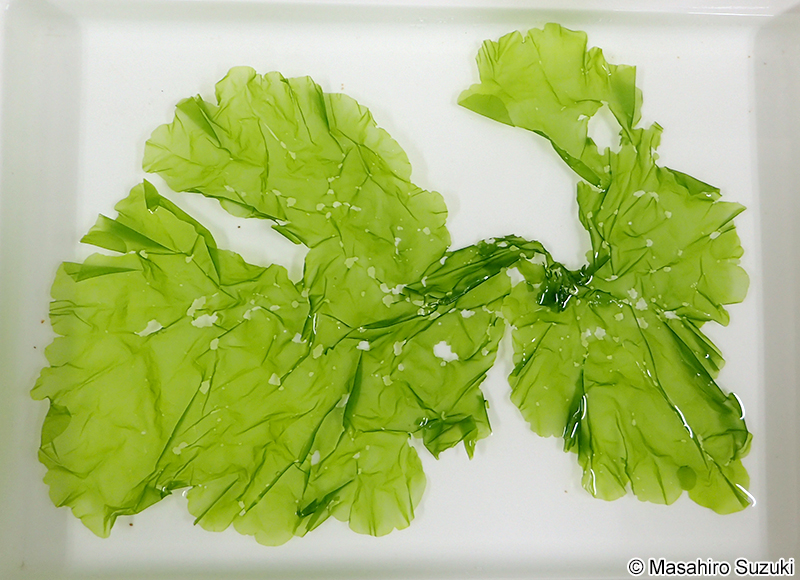 アナアオサ Ulva australis