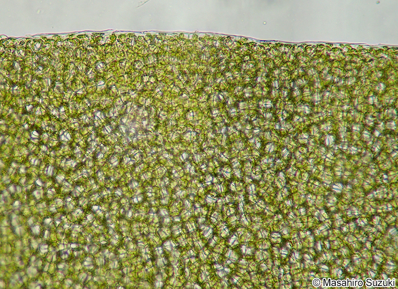 アナアオサ Ulva australis