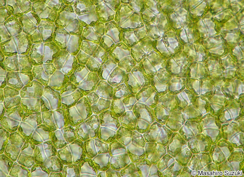 アナアオサ Ulva australis