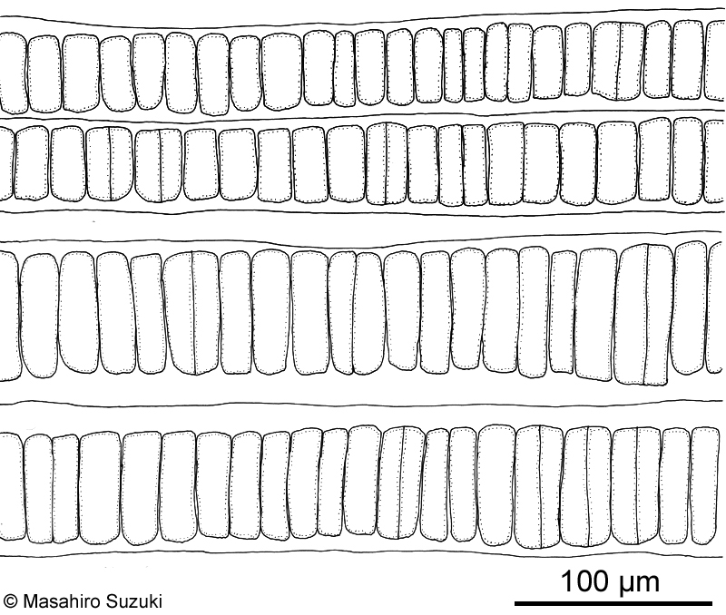 アナアオサ Ulva australis
