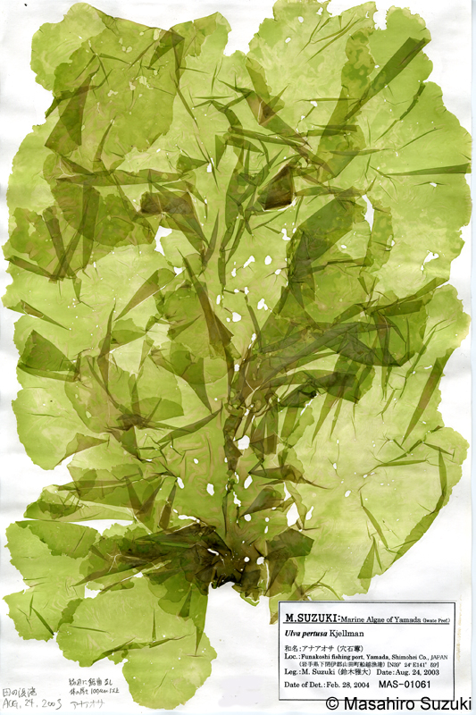 アナアオサ Ulva australis