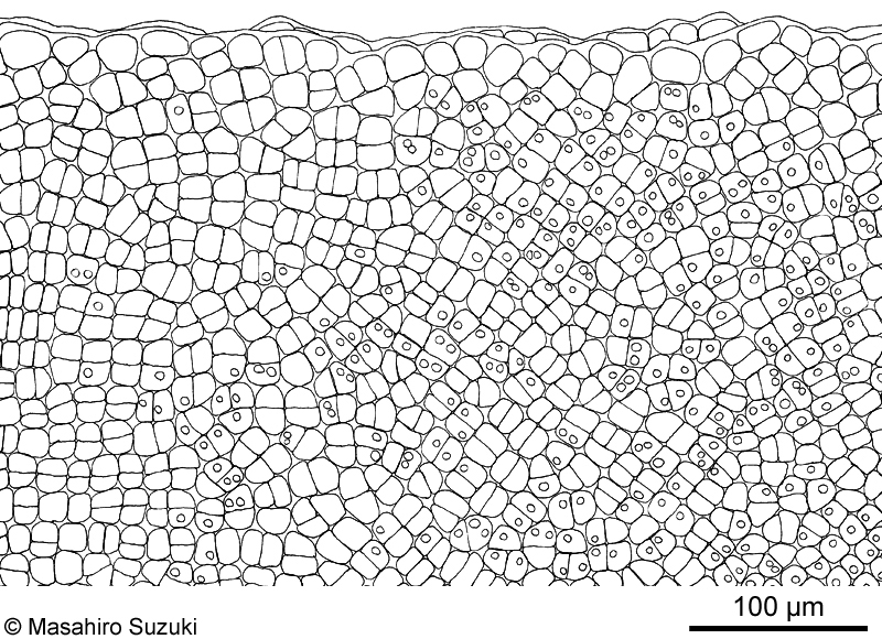 アナアオサ Ulva australis